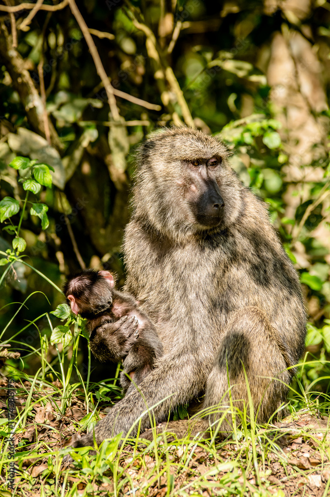 Obraz premium Baboon with baby