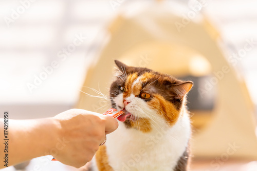 Happy domestic feline pet eating cat treats. Cat owner feeding lickable cat treats snack to British Shorthair breed calico cat in living room. Healthy kitten living with human family at home. photo