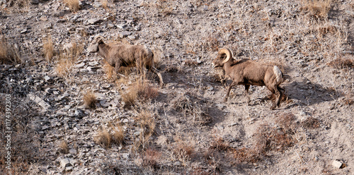 Aged bighorn ram follows ewe up steep shale rock slope