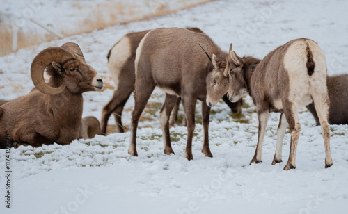 Older bighorn rams looks on as two ewes with radio collars spar.  Snow on the ground.