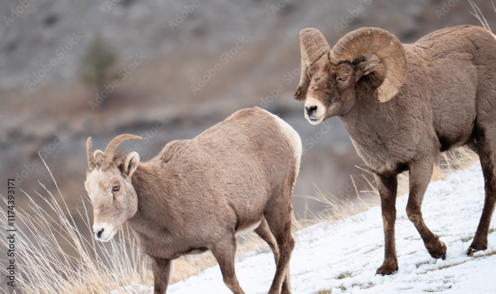 Mature bighorn ram with broken horns following a ewe. Snow on the ground. Mature bighorn ram with broken horns following a ewe. Snow on the ground.