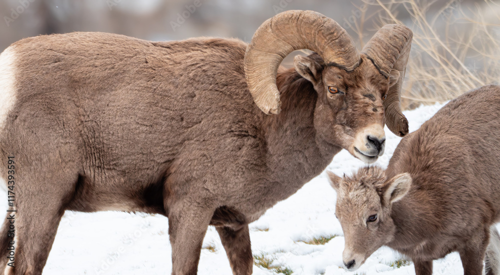 Mature bighorn ram with gnarled horns looks over a yearling lamb. Snow on the ground. Mature bighorn ram with gnarled horns looks over a yearling lamb. Snow on the ground.
