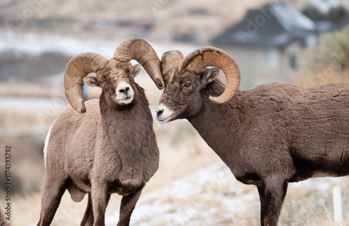 Two mature bighorn rams rub gnarled horns.