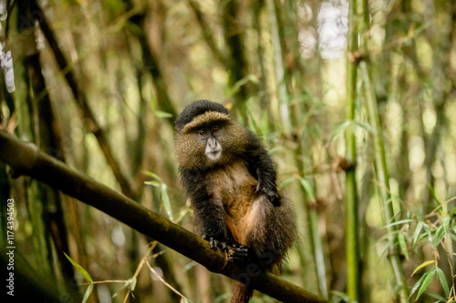 Photography Golden Monkey