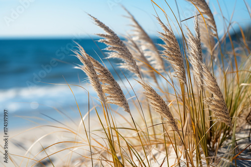 ecological significance of sea oats in sand dunes lies in their ability to prevent coastal erosion, provide habitat for various species, and maintain a harmonious relationship between nature and human photo