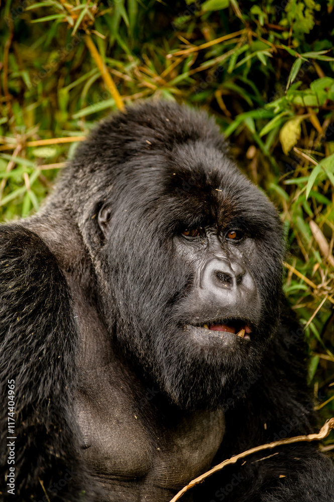 Obraz premium Silverback gorilla