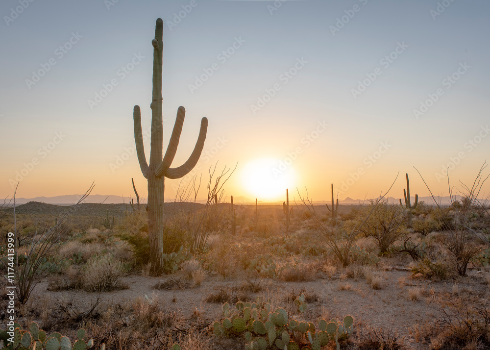 Sunset with cactus in the foreground. Sunset with cactus in the foreground.