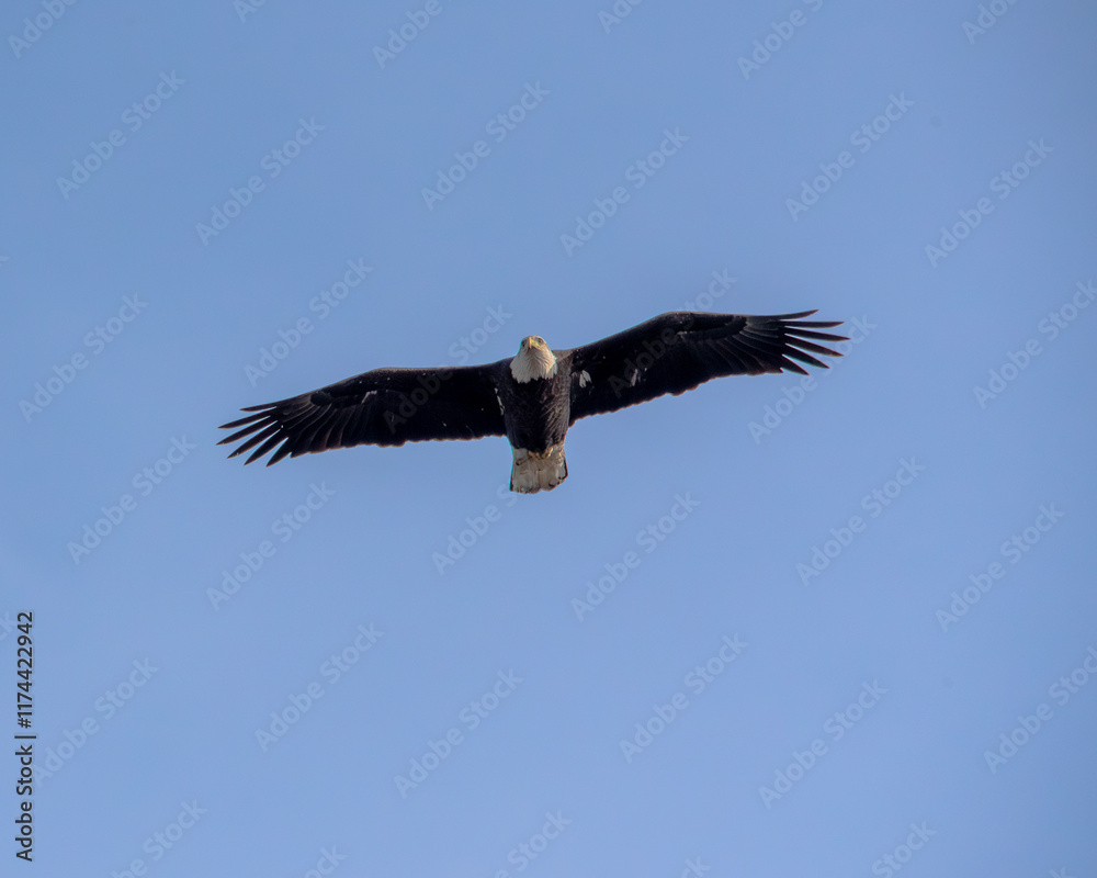 Naklejka premium soaring bald eagle