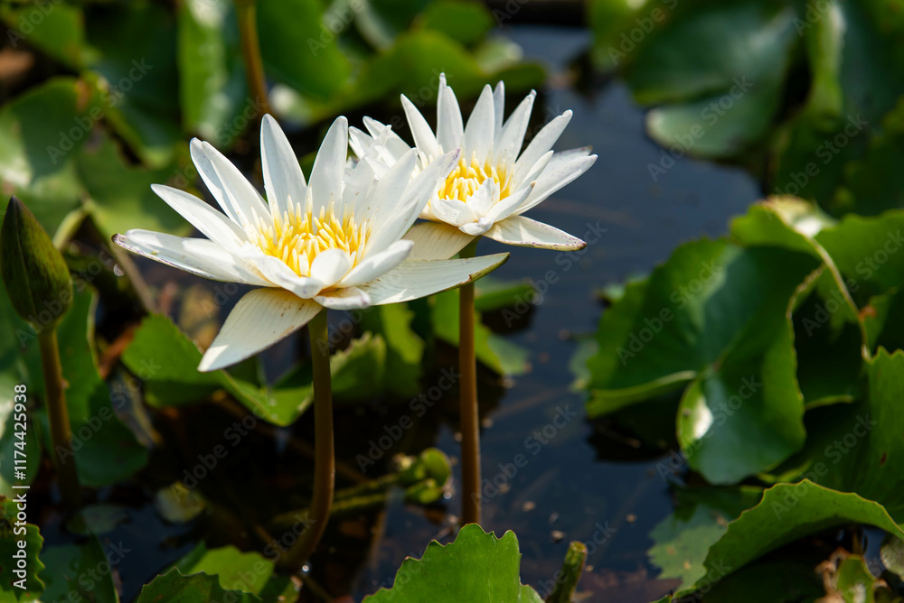 Lotus flower (Lotus, Water-lily, Tropical water-lily or Nymphaea nouchali) white and purple color, Naturally beautiful flowers in the garden Lotus flower (Lotus, Water-lily, Tropical water-lily or Nymphaea nouchali) white and purple color, Naturally beautiful flowers in the garden