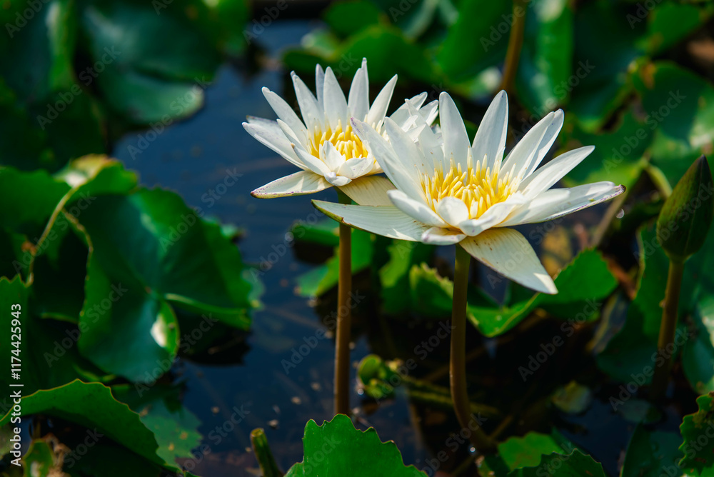 Lotus flower (Lotus, Water-lily, Tropical water-lily or Nymphaea nouchali) white and purple color, Naturally beautiful flowers in the garden Lotus flower (Lotus, Water-lily, Tropical water-lily or Nymphaea nouchali) white and purple color, Naturally beautiful flowers in the garden