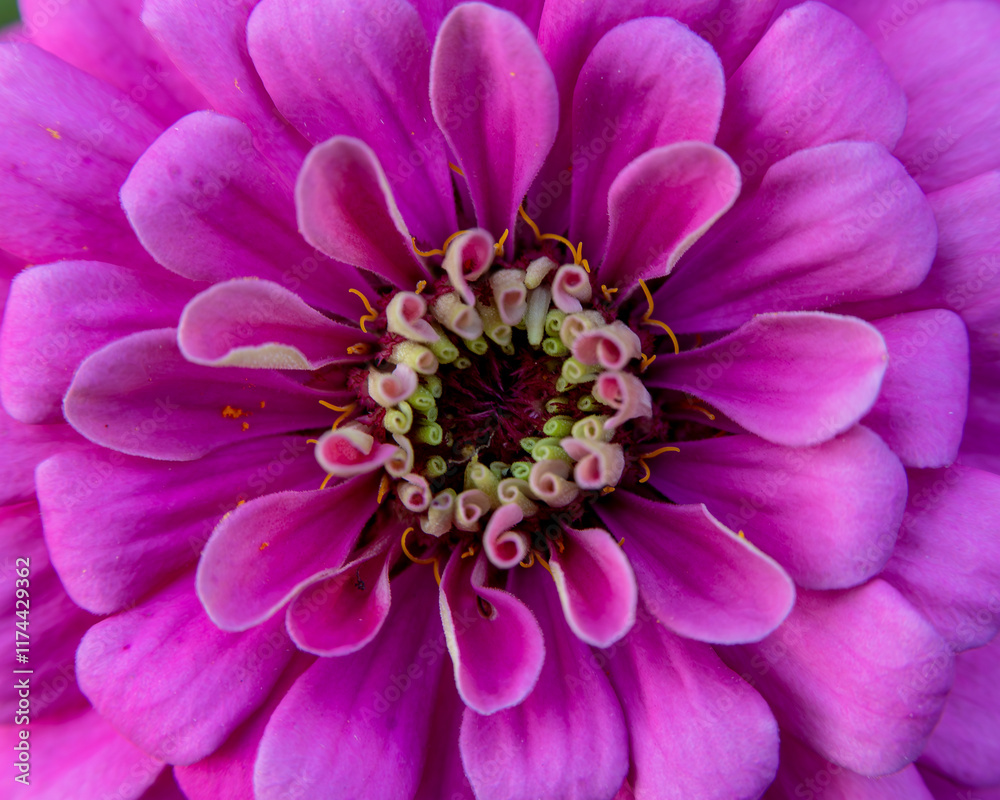 Obraz premium close up of pink dahlia