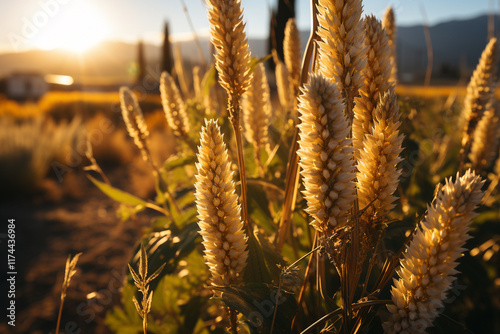 Highlights various landscapes found in California's valleys, including picturesque golden fields, vineyards, and breathtaking scenery that make this state so renowned photo