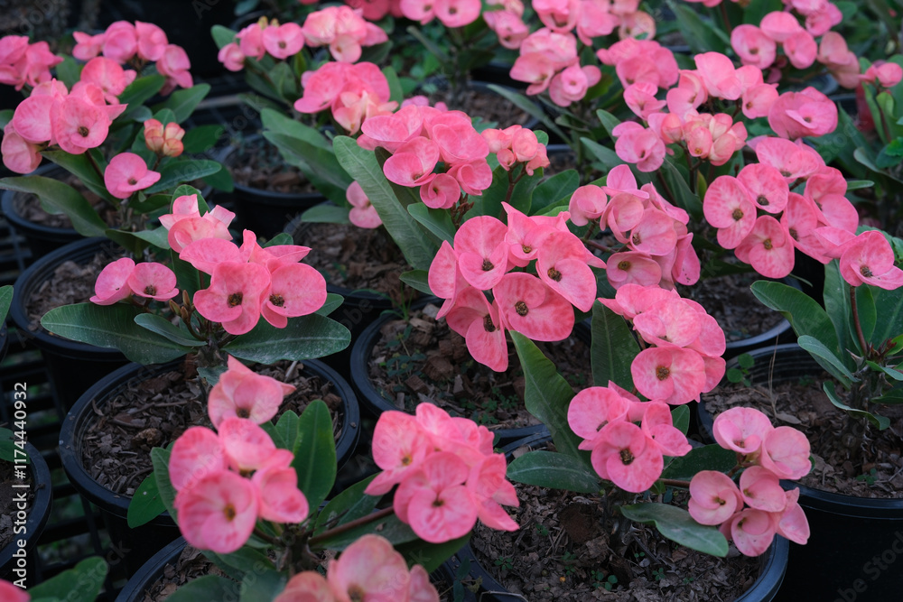 Fototapeta premium Thailand is starting to get cold weather. Euphorbia milii, crown of thorns, is starting to bloom beautiful.