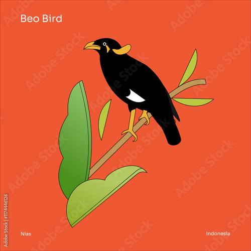 Vector illustration of a Beo bird or The common hill myna (Gracula religiosa) with black and yellow crest. Endemic bird from Nias, Indonesia, and South Asia region.