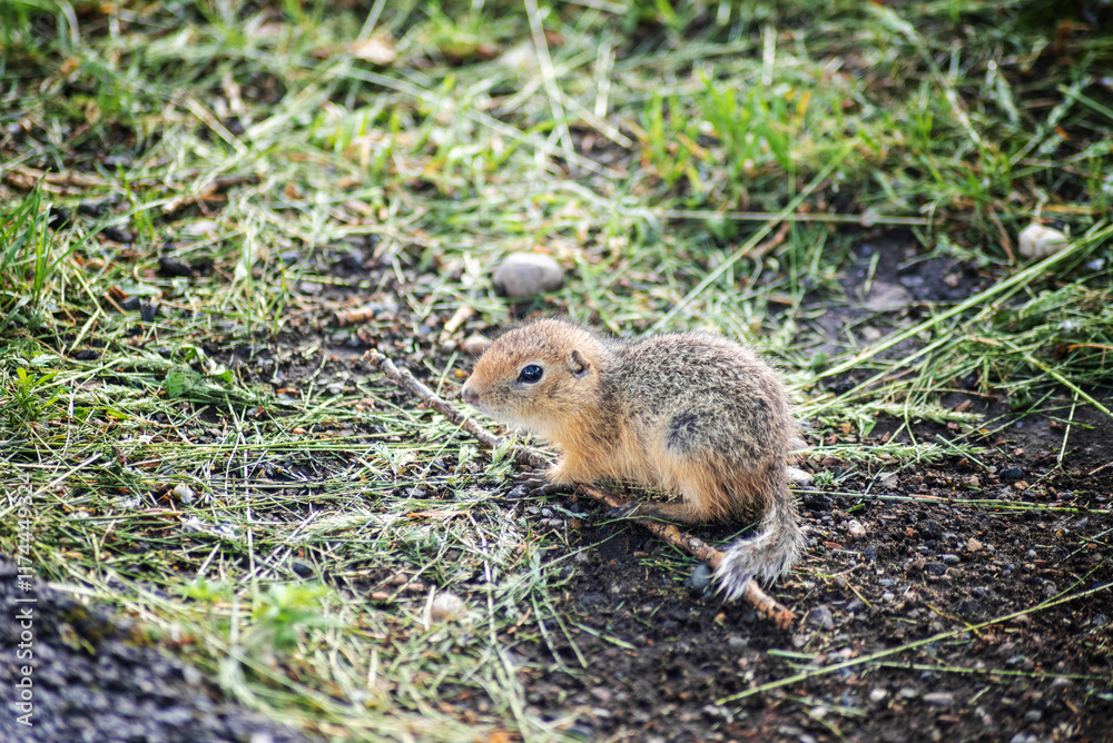 Cute baby gopher is big. Selective focus Cute baby gopher is big. Selective focus