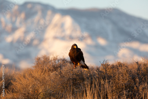 A Harris Hawk wearing falconry jesses is perched on some thick bushes in the desert of Southern Utah, USA with snowy mountains in the distant background and the warm light of sunset shining on it.