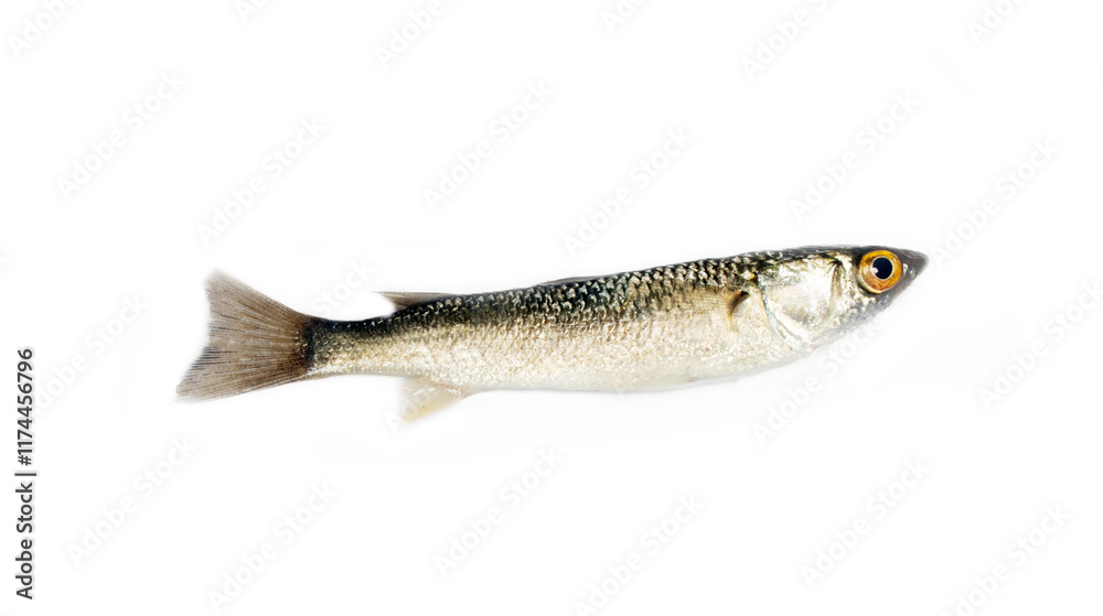 A yearling mullet (probably Leaping mullet (Mugil or Liza saliens)). Sea of Azov, early November. Side view, isolated on white A yearling mullet (probably Leaping mullet (Mugil or Liza saliens)). Sea of Azov, early November. Side view, isolated on white
