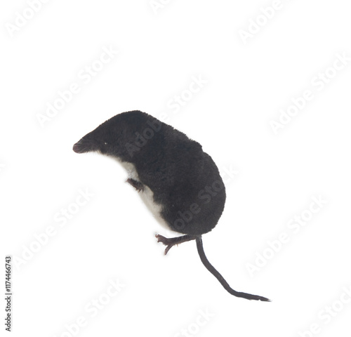 Eurasian water shrew (Neomys fodiens) greedy predator that eats more of its own weight, has teeth with saliva venenosa that paralyze even small size mammals, frog and preserves it for weeks photo