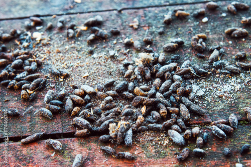 Rat feces on the doorstep of a village house. The war of rodents and humans. To date, the victory remains with the rat people