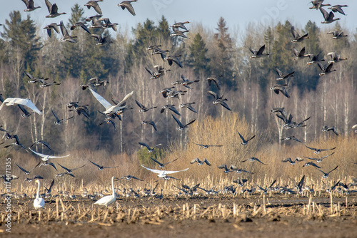 An example of mixed wintering of aquatic birds (Bean goose (Anser fabalis) and whooper swan (Cygnus cygnus) on agricultural land (cornfields) in Northern Europe