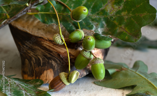 Oak branch with leaves and acorns close-up.