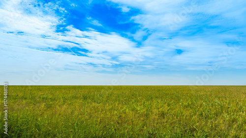Cuadro en lienzo Panorama of clear sky and  green rice fields stretched as far as the horizon wit
