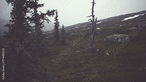 A misty landscape with sparse trees and rocky terrain, evoking a sense of solitude.