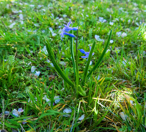 Early bloomers - Wild hyacinth bluebell (Scilla nonscripta) at the first warm day at the end of winter. The awakening of nature photo