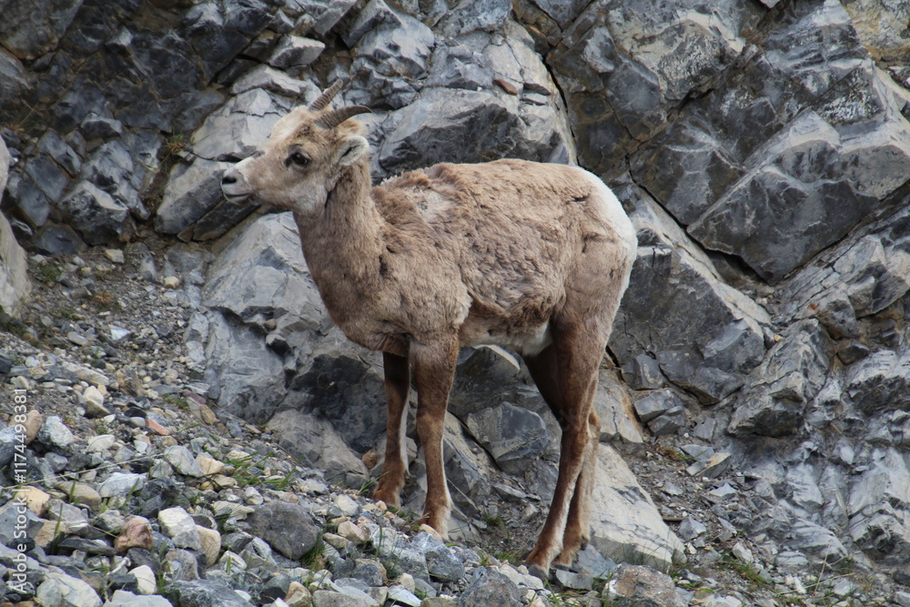 mountain goat on the rock, Nordegg, Alberta mountain goat on the rock, Nordegg, Alberta
