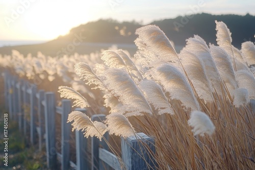 Sunlit field of pampas grass swaying gently in the breeze photo