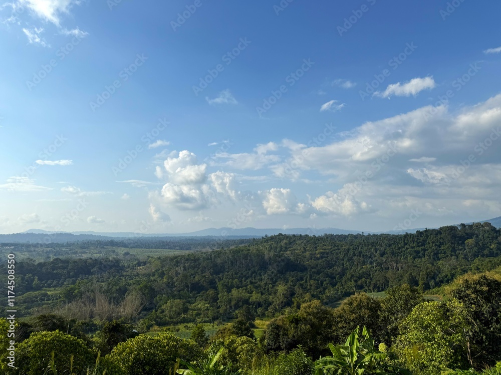 Naklejka premium Scenic Landscape of a Lush Forest