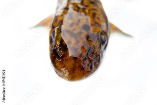 Portrait of an underwater predator. Shooting a burbot's head on a white background