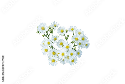 White flower isolated