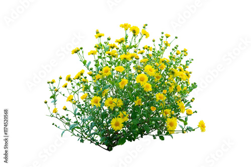 Fototapeta Naklejka Na Ścianę i Meble -  Yellow flower bush isolated