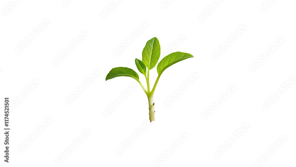Young plant sprout growing from soil isolated on white background Young plant sprout growing from soil isolated on white background