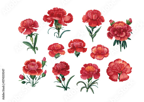 赤いカーネーションの花