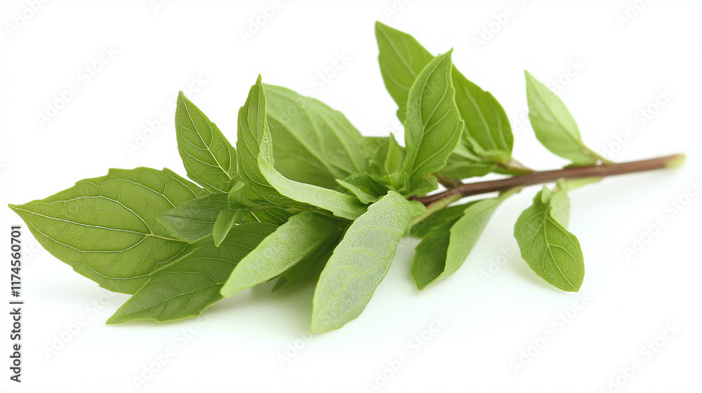 A single sprig of fresh basil, isolated on a pure white background A single sprig of fresh basil, isolated on a pure white background