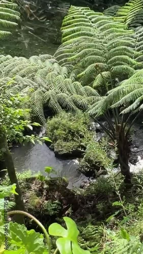 A lush green forest with a stream running through it. The water is clear and calm. The trees are tall and leafy, creating a peaceful and serene atmosphere