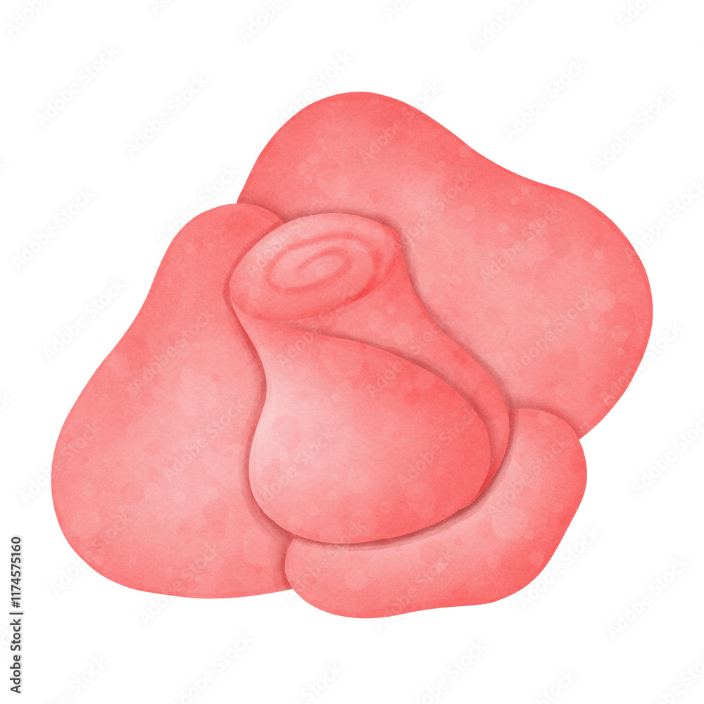 Fototapeta premium Rose