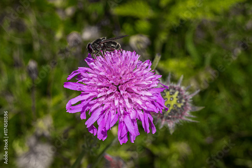 Hoverflies of the genus Cheilosia on a field scabious flower photo