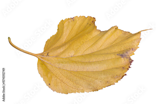 Canvastavla Feuille morte de couleur jaune détourée sur fond transparent