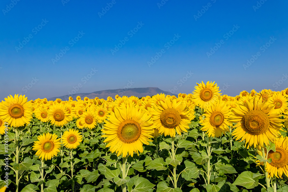 Close-up of sunflowers in agricultural field at sunrise with a clear sky. Close-up of sunflowers in agricultural field at sunrise with a clear sky.