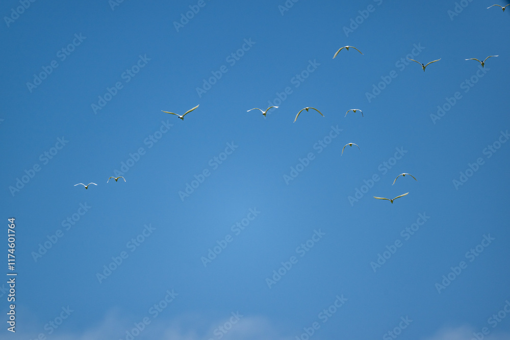 white heron on a lake in natural conditions at dawn in the country of Thailand white heron on a lake in natural conditions at dawn in the country of Thailand