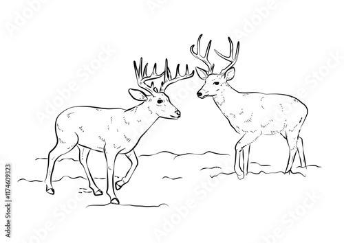 Deer Outline drawing wild animals, black and white outline vector cartoon illustration