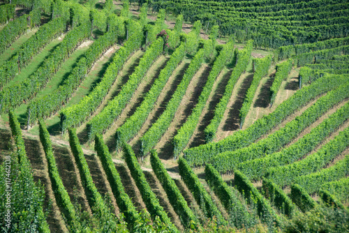 Paesaggi di Langhe, Piemonte