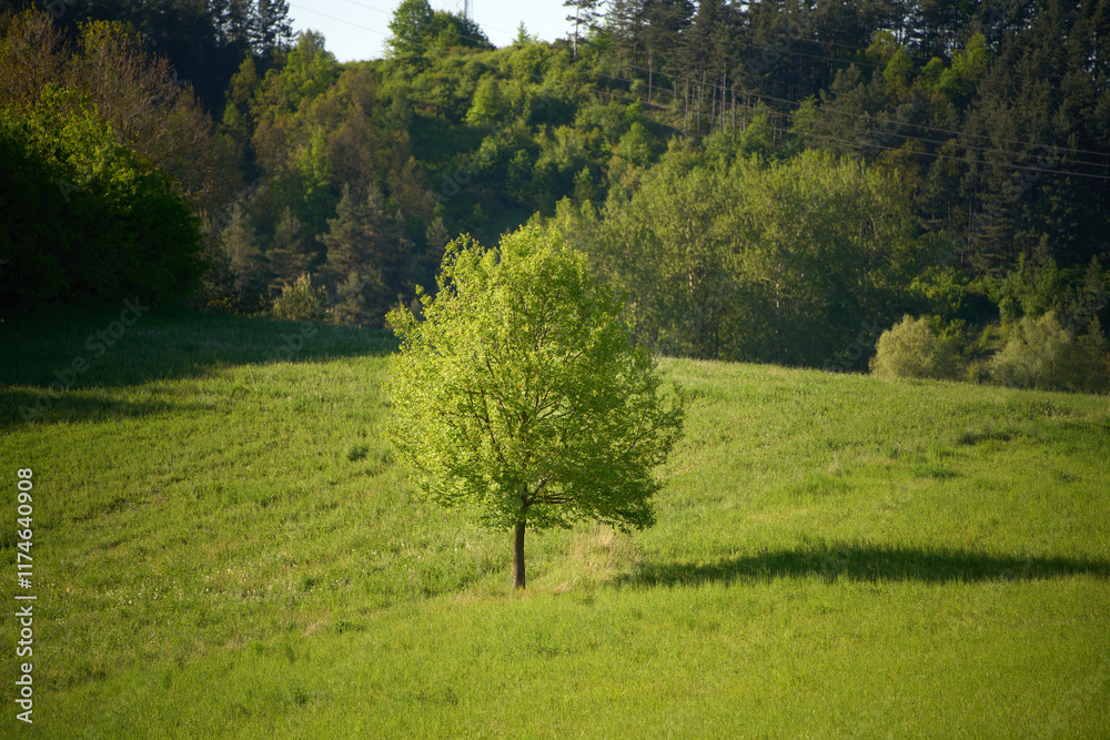 peaceful landscape featuring a solitary tree in a green meadow, with a backdrop of dense forest and rolling hills peaceful landscape featuring a solitary tree in a green meadow, with a backdrop of dense forest and rolling hills