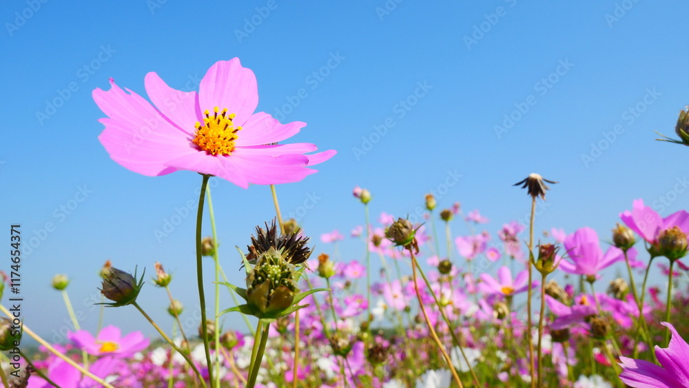 A field of beautiful pink cosmos flowers amidst a clear sky background A field of beautiful pink cosmos flowers amidst a clear sky background