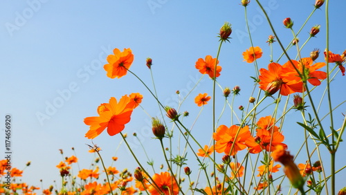 Tableau sur toile Blue Sky Background Framed with Orange Cosmos