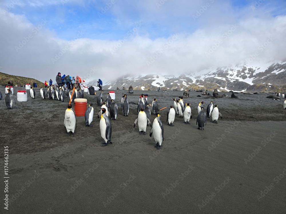 Obraz premium penguin team