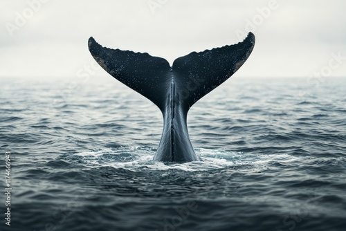 Blue whale sound concept. Whale tail emerging from ocean surface in serene waters.